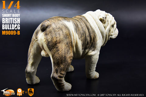 1/4 Short Body British Bulldog B　