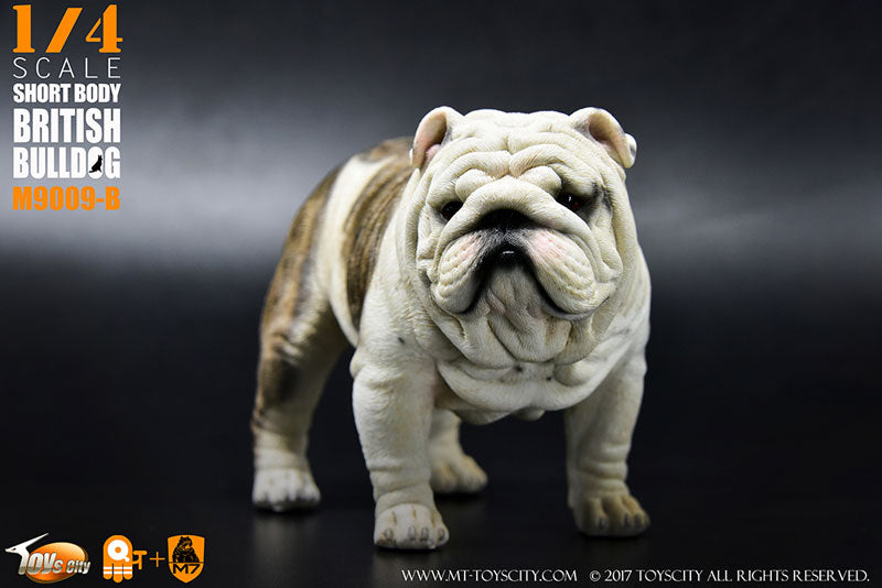 1/4 Short Body British Bulldog B　