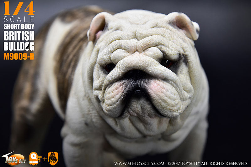 1/4 Short Body British Bulldog B　