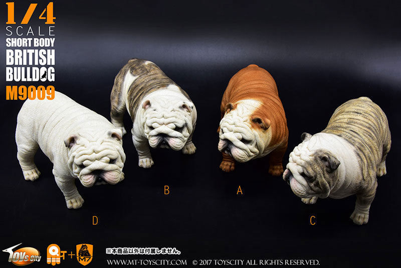 1/4 Short Body British Bulldog B　