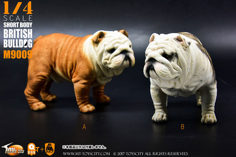 1/4 Short Body British Bulldog B　