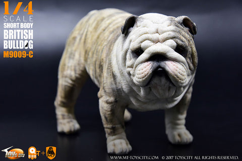 1/4 Short Body British Bulldog C　