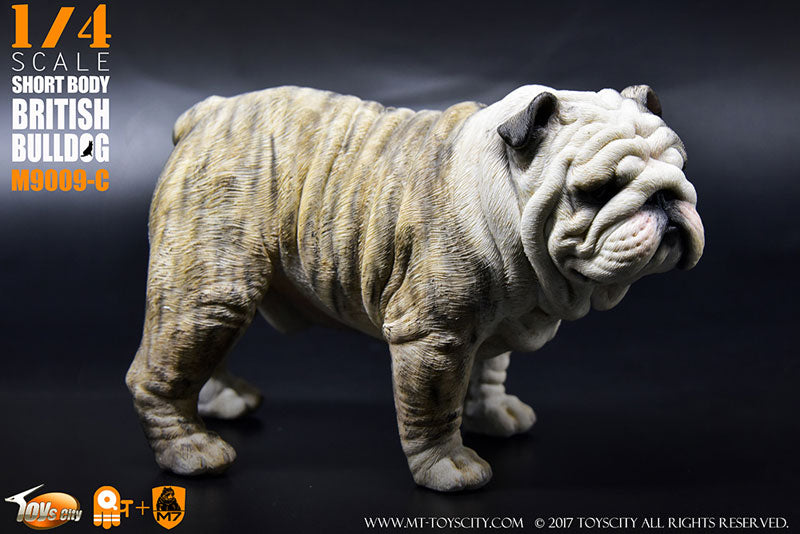 1/4 Short Body British Bulldog C　