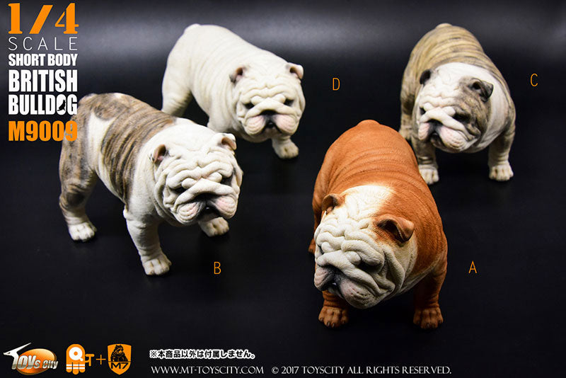 1/4 Short Body British Bulldog C　