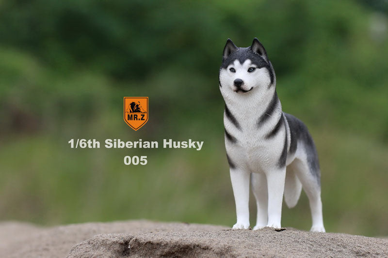 1/6 Siberian Husky 005　