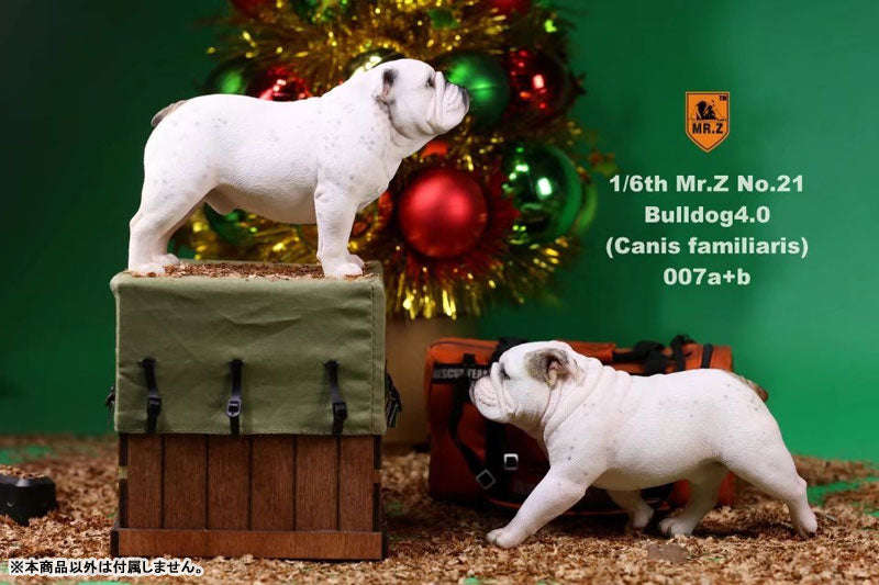 1/6 Bulldog Statue 4.0 2Figure Set / Spotted Coat　