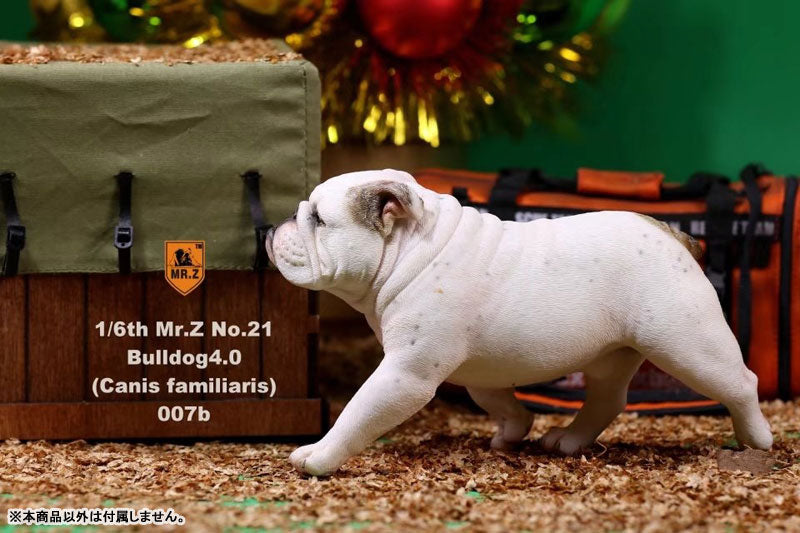 1/6 Bulldog Statue 4.0 2Figure Set / Spotted Coat　