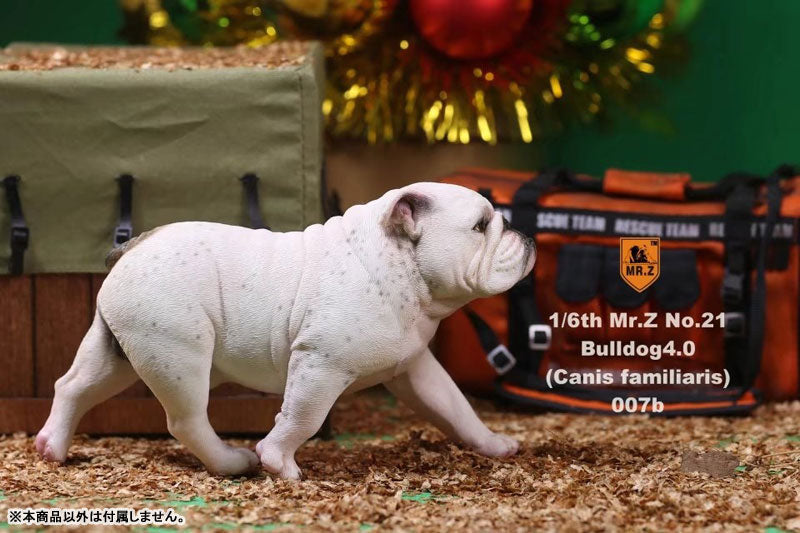 1/6 Bulldog Statue 4.0 2Figure Set / Spotted Coat　