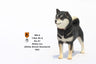 1/6 Shibainu Statue 003　