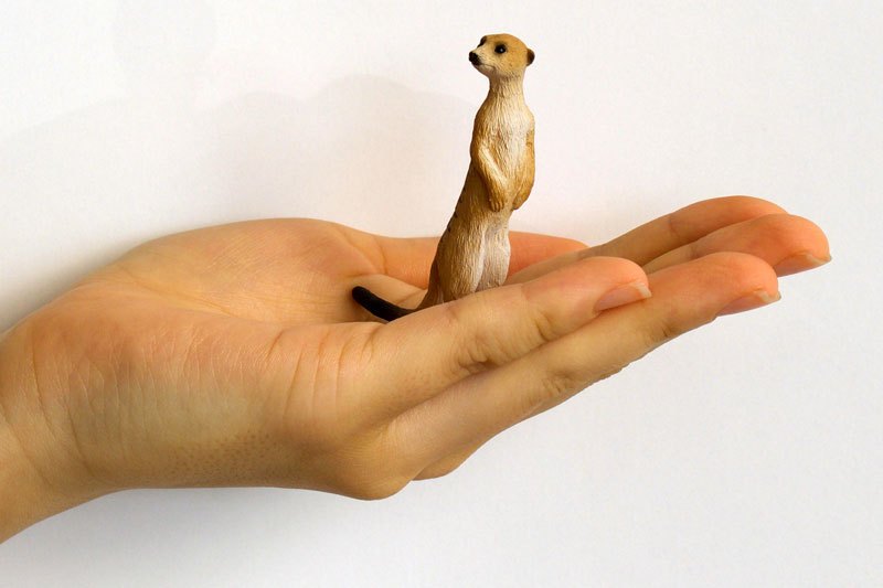 My Little Zoo -Bokuno Watashino Tenohira Doubutsuen- Meerkat