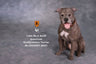 1/6 American Staffrodshire Terrier Statue Sitting B 001(Provisional Pre-order)　