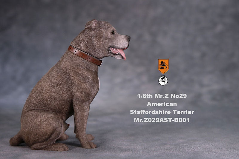 1/6 American Staffrodshire Terrier Statue Sitting B 001(Provisional Pre-order)　