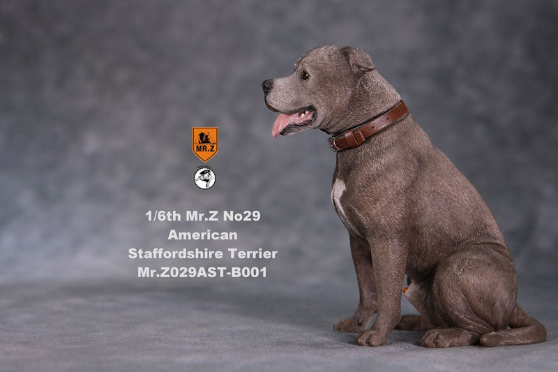 1/6 American Staffrodshire Terrier Statue Sitting B 001(Provisional Pre-order)　