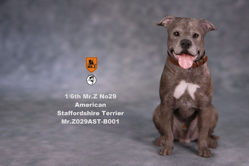 1/6 American Staffrodshire Terrier Statue Sitting B 001(Provisional Pre-order)　