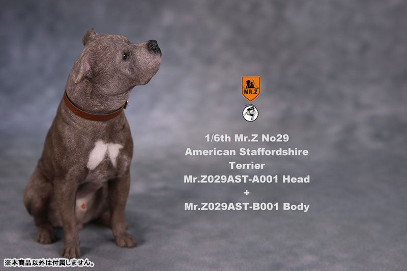 1/6 American Staffrodshire Terrier Statue Sitting B 001(Provisional Pre-order)　