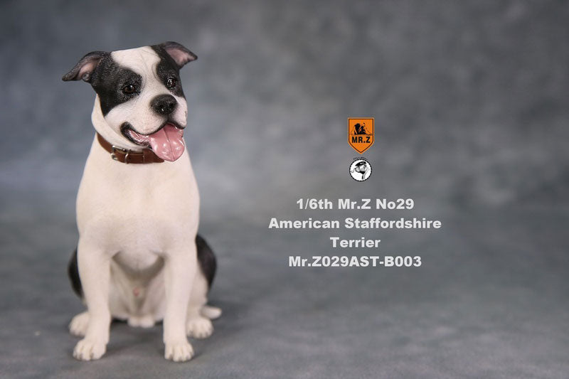 1/6 American Staffrodshire Terrier Statue Sitting B 003(Provisional Pre-order)　