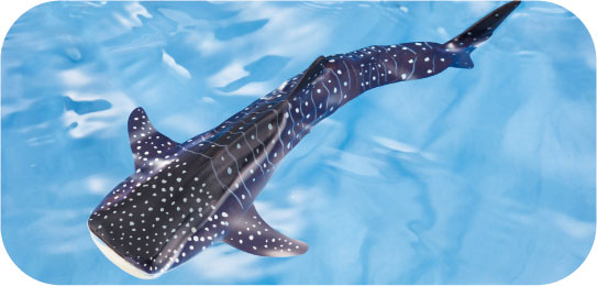 Ania AL-05 Whale Shark (Swimming in Water Ver.)