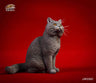 1/6 British Shorthair C