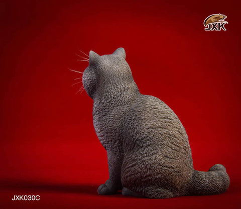 1/6 British Shorthair C