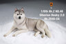 1/6 Siberian Husky 2.0 2A