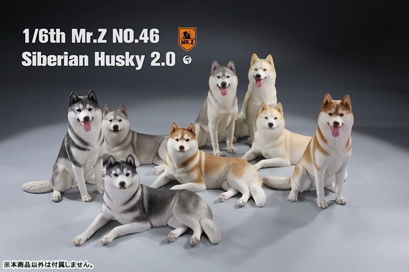 1/6 Siberian Husky 2.0 2A