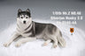 1/6 Siberian Husky 2.0 4A