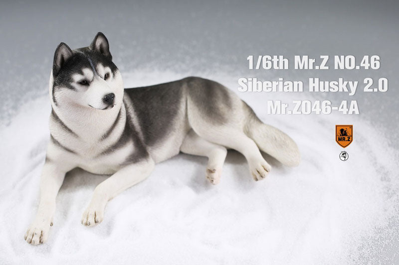 1/6 Siberian Husky 2.0 4A