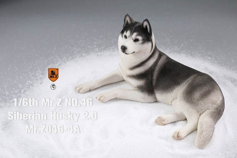 1/6 Siberian Husky 2.0 4A