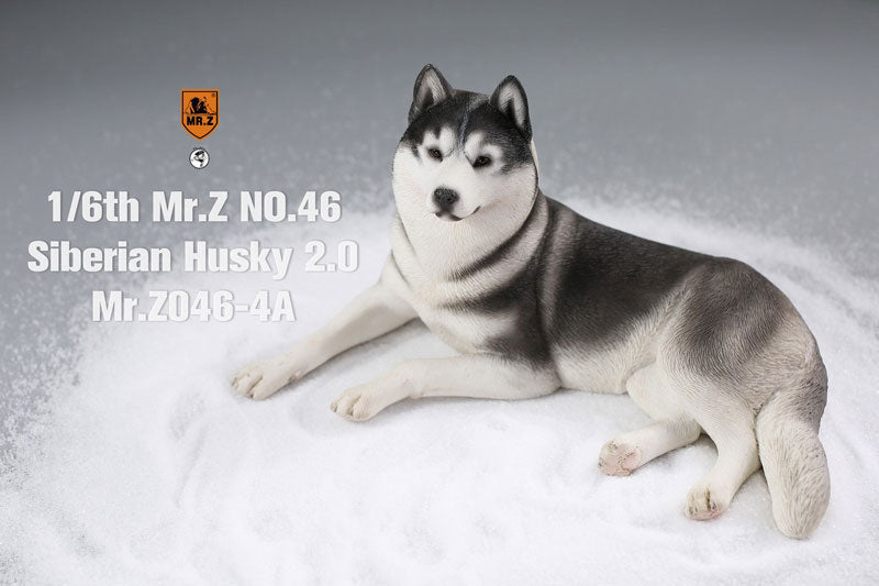 1/6 Siberian Husky 2.0 4A