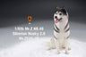 1/6 Siberian Husky 2.0 4B