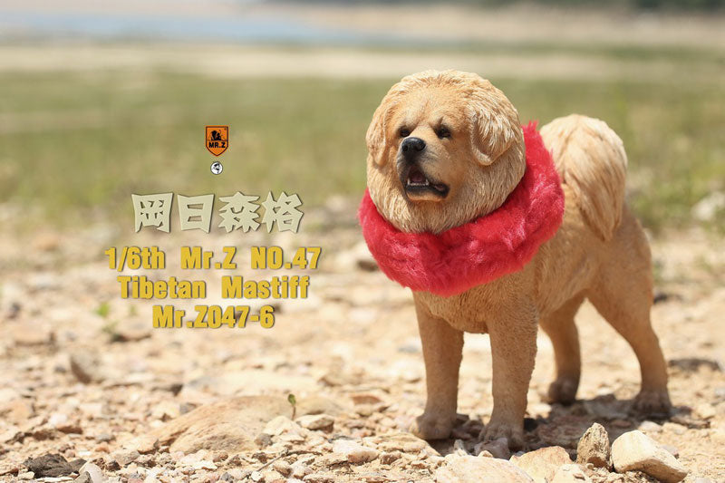 1/6 Tibetan Mastiff 6