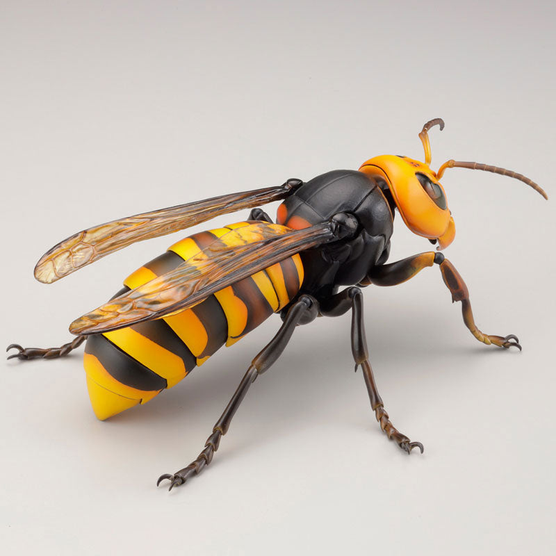 Oosuzumebachi (Japanese Giant Hornet) - REVOGEO