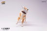 1/6 Shiba-Inu Frisbee B