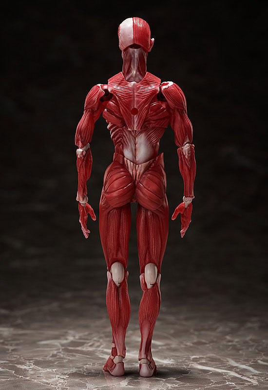 figma SP-142 人体模型 Figma #SP-142 - The Table Museum - Human Body Model (FREEing