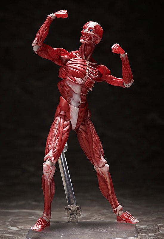 Figma #SP-142 - The Table Museum - Human Body Model (FREEing)