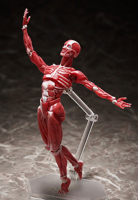 Figma #SP-142 - The Table Museum - Human Body Model (FREEing