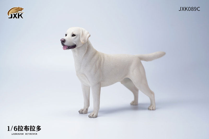 1/6 Labrador C